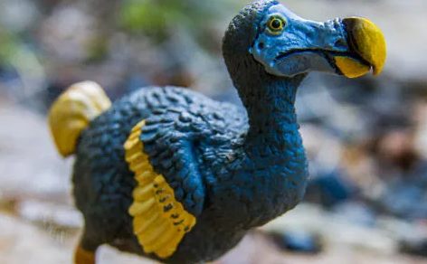 渡渡鸟还剩多少只(渡渡鸟现在还在吗)