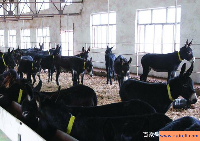 博士买驴是什么意思