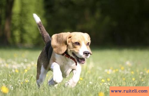 为什么2021年属狗的是一个坎