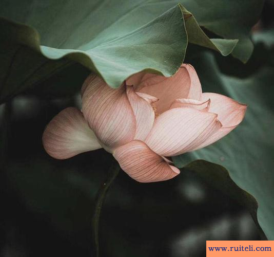 人微言轻什么意思