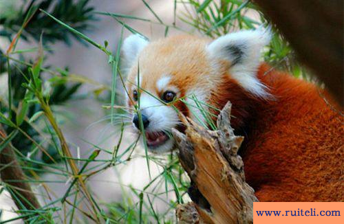 活泼可爱的动物