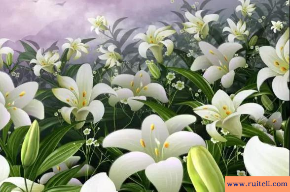 淡雅的微信名字