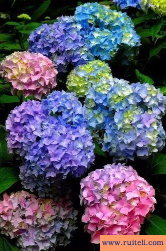 朋友圈晒花草的说说