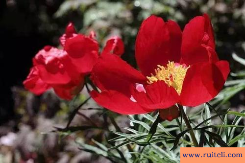 心花怒放的意思