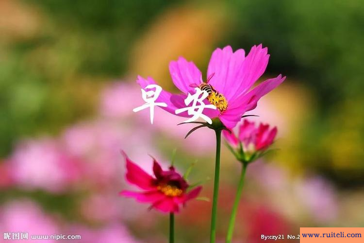 女人正能量阳光微信名