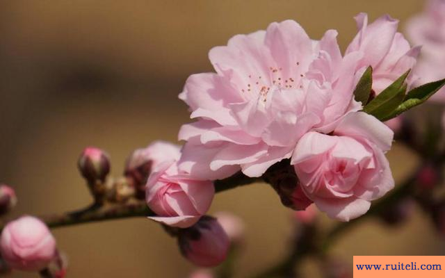 桃花劫是什么意思