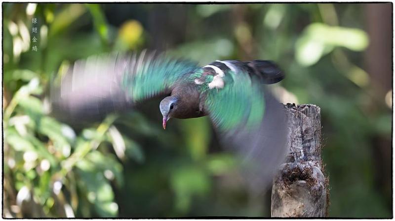 鸩是什么(鸩是什么毒药)