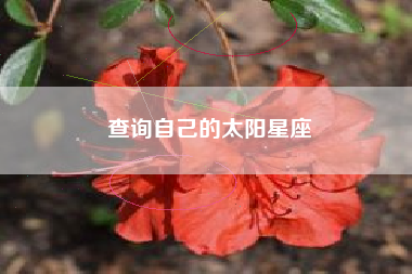 查询自己的太阳星座 查询自己的太阳星座